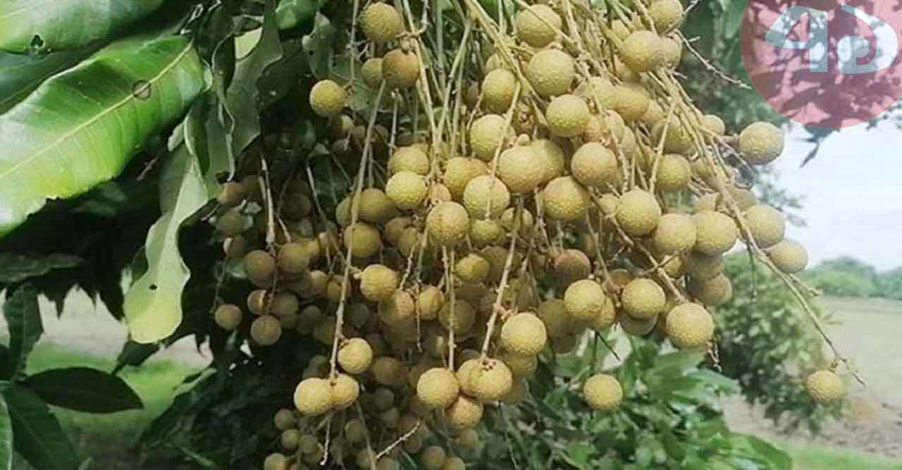 কাঠলিচু চাষে সফল আশরাফ, বছরে আয় ৭ লাখ