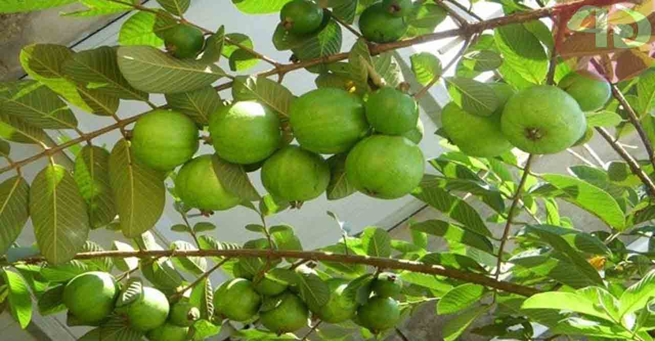 থাই পেয়ারা চাষে স্বাবলম্বী আফরিনা