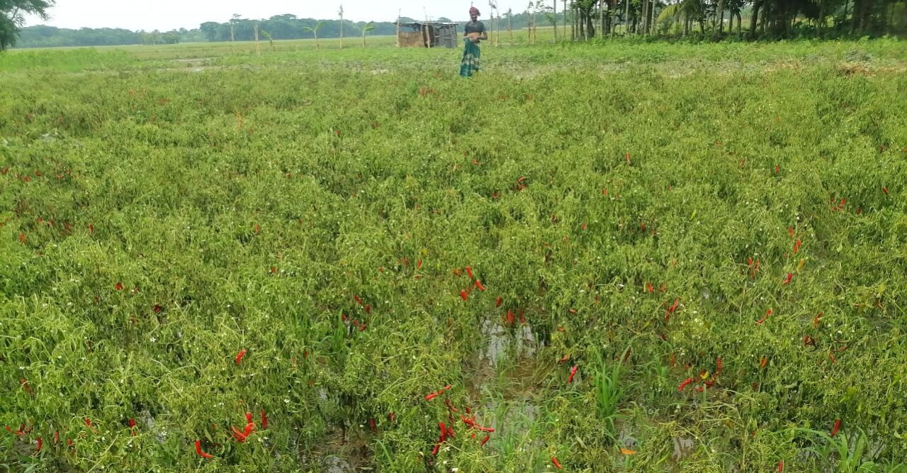 অসময়ের বৃষ্টিতে রবি শস্যের ব্যাপক ক্ষতি