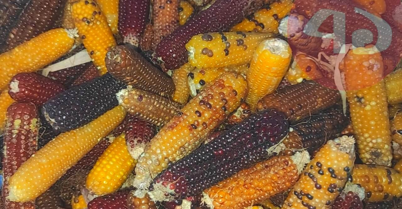 ঠাকুরগাঁওয়ে এই প্রথম কালার কোন ভুট্টা চাষ