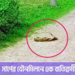 সাপের যৌন’মি’লনে এক ব্যতিক্রমী ‘যুদ্ধ নাচ’