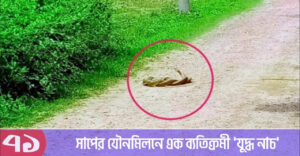 সাপের যৌন’মি’লনে এক ব্যতিক্রমী ‘যুদ্ধ নাচ’