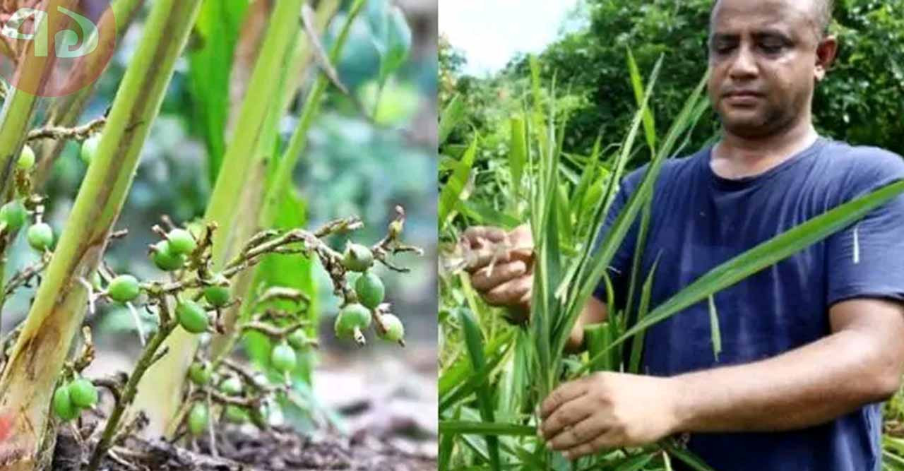 শখের বশে এলাচ চাষে সফল শরীফ, বাণিজ্যিকভাবে চারা বিক্রি