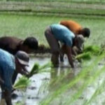 তীব্র তাপমাত্রায় কৃষকের মাথায় হাত