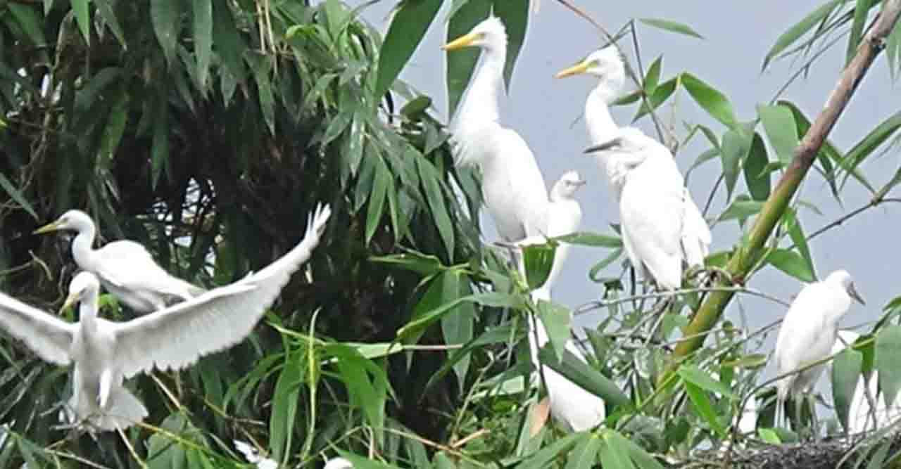 উত্তরবঙ্গের অতিথি ও দেশী পাখির অভয়ারণ্য খানসামা