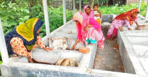 কেঁচো সার উৎপাদনে স্বাবলম্বী কৃষাণীরা