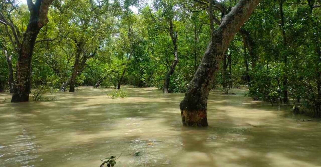 নিম্নচাপ, জোয়ারে প্লাবিত হচ্ছে সুন্দরবন