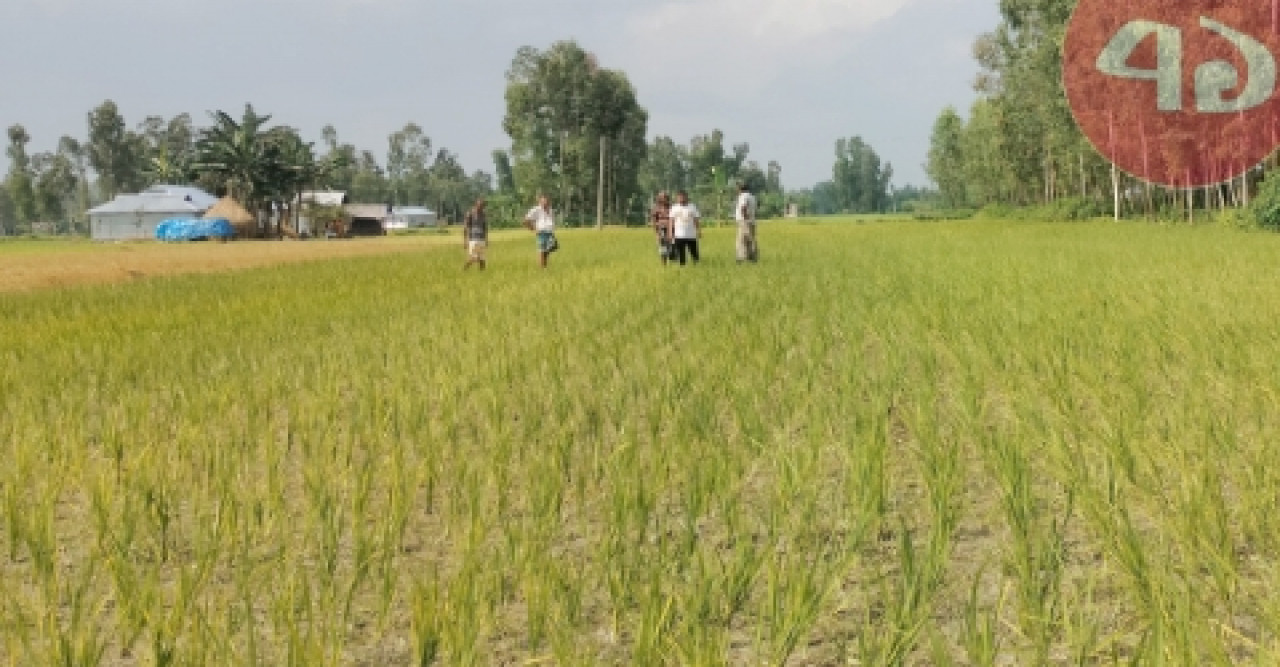 সুন্দরগঞ্জে ধানক্ষেতে বিষ প্রয়োগ, গ্রেপ্তার-২
