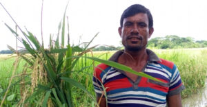 বরগুনায় আউশের ফলনে কৃষকের মুখে হাসি