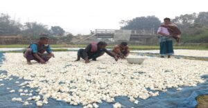 রসুন তোলায় ব্যস্ত সময় পার করছেন কৃষকরা