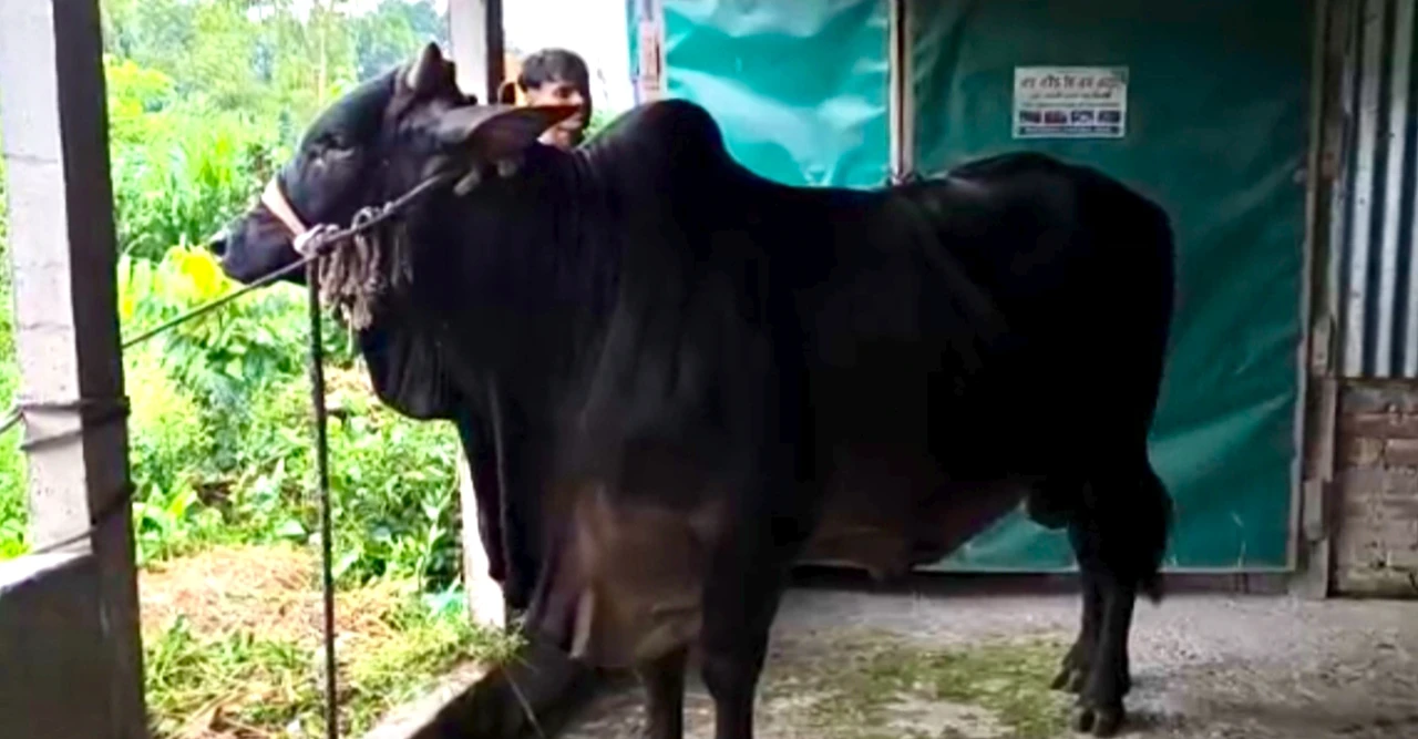 ঈদে হাট কাঁপাতে আসছে ‘লালু সর্দার’ ও ‘কালিয়া’