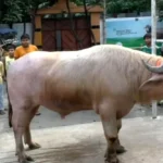 নারায়ণগঞ্জে ভাইরাল ‘ডোনাল্ড ট্রাম্প’, গোলাপি মহিষ দেখতে ভিড় দর্শনার্থীদের
