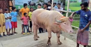 নারায়ণগঞ্জে আলোচনায় ‘ডোনাল্ড ট্রাম্প’, ৭০০ কেজির গোলাপি মহিষ বিক্রি